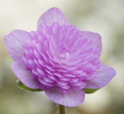 Hepatica ‘Orihime’.