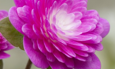 Hepatica 'Benishinjyu'