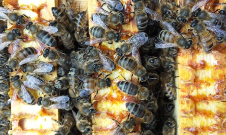 A view inside the hive: looking down on the bees inside the hive with wooden frames covered in propolis and brace comb