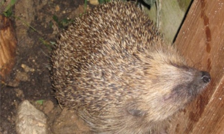 hedgehog