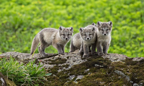 Arctic fox cubs on BBC2's Iceland: Land of Ice and Fire. TX: 01/05/2015