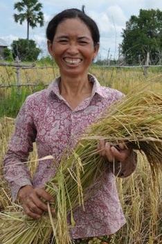 Lotus helps small rice farmers earn more money.