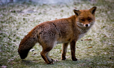 Many children don't know what the name is for a female fox.