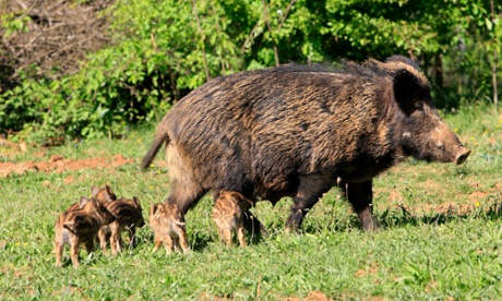 Wild boar female with young.