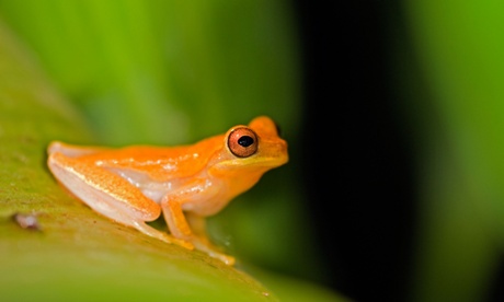 Now extinct species, golden toad on a leaf in Costa Rica.