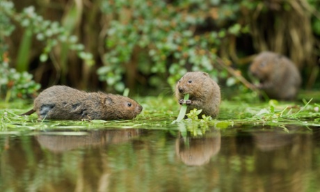 Water voles (Arvicola terrestris), feeding on watercress, in Kent, England. 