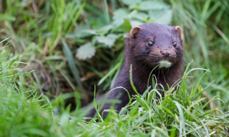 Invasive American mink looking out from grass