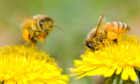 Two Bees and dandelion flower.
