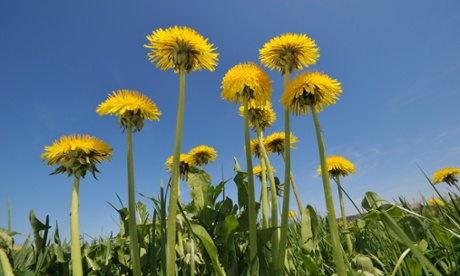 Dandelions against a blue sky