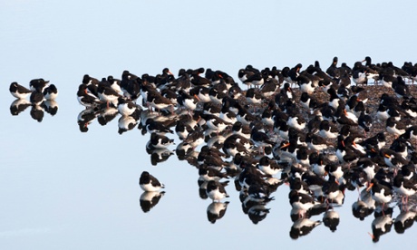 A group of Oystercatchers reflected in water