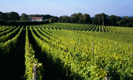 English wine is growing in reputation