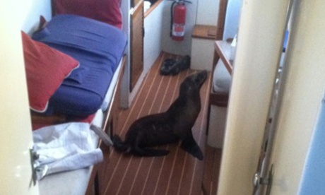 Michael Duffy's photograph of a sea lion pup that climbed on to the bunk in his yacht.