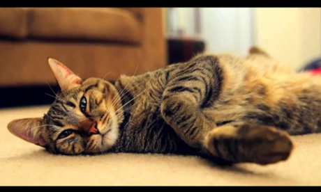 Sparta Cat.