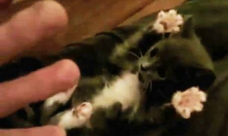 Surprised Kitten.