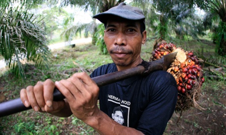 A plantation worker in Sumatra, Indonesia, harvesting oil palm fruit.