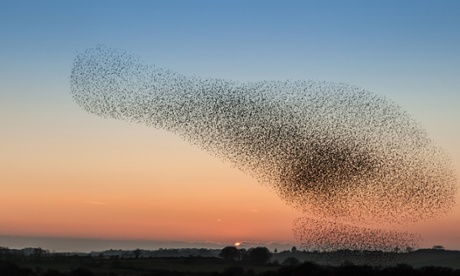  a starling murmuration.