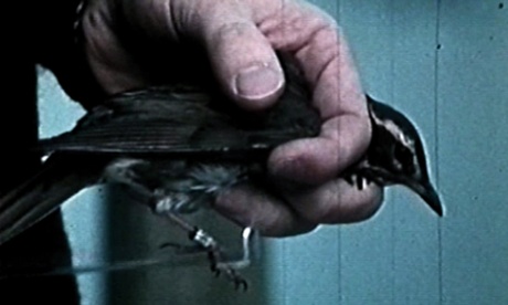 Bird-ringing in action.