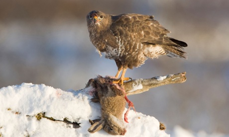 Common Buzzard (Buteo buteo), adult feeding on rabbit in winter, Scotland, UK