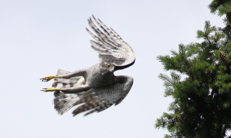 A goshawk in flight.