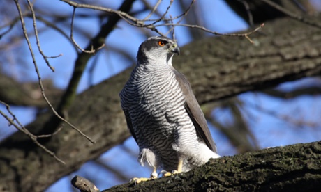 Goshawks are arboreal, and Berlin is one of Europe’s most wooded cities.