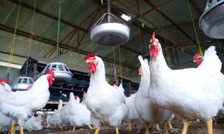 Poultry are among a number of producers being asked to stump up for biosecurity measures. 