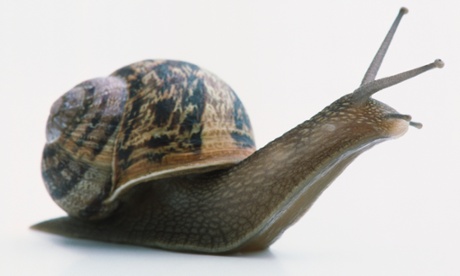 A snail, possibly an Edible Snail, with head and antennae extended.