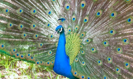 A peacock with its tail fanned out for display.