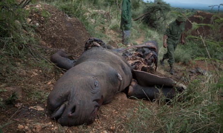A mutilated corpse of a seventeen-year-old, three-months pregnant poached black rhino with horns removed is left to decay on a hillside in the Lewa Wildlife Conservancy, Isiolo, northern Kenya