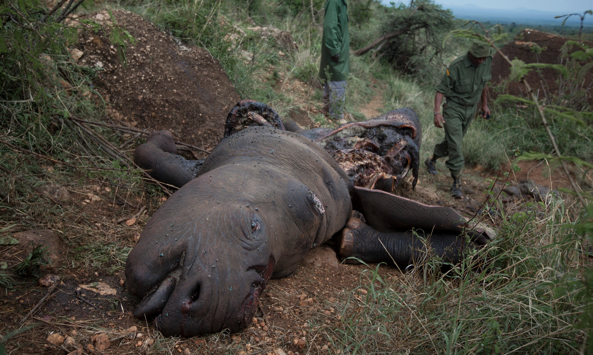 Kenya opens $100m wildlife forensic lab to help prosecute poachers