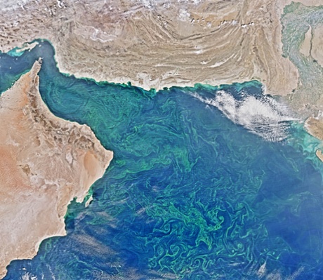 Winter Blooms in the Arabian Sea