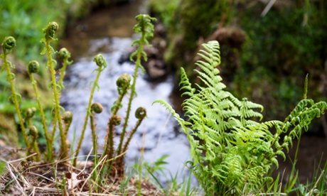 'It’s very romantic': the trout stream at Chatsworth.