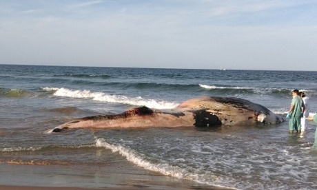 Whale beached on a Spanish beach