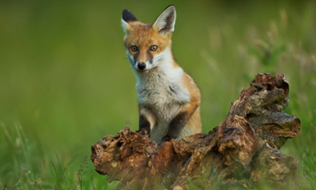Fox Cub playing in evening light