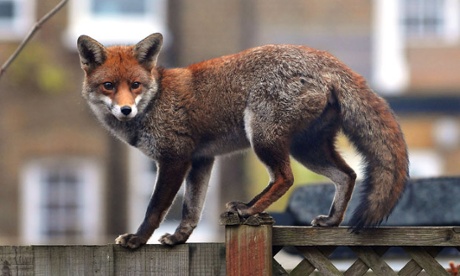 A fox in suburbia