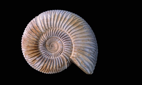 Ammonite fossil