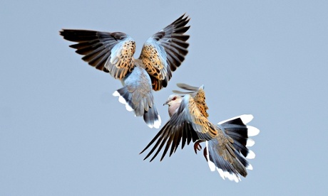Turtle doves courtship in Norfolk, UK