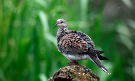 Turtle dove (Streptopelia turtur), Norfolk.