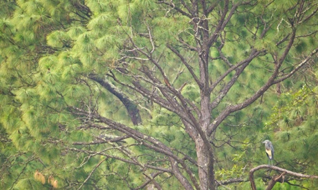 White-bellied heron by the Punatsangchhu river, Bhutan.