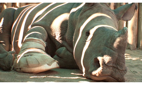 Rhinos are threatened by extinction