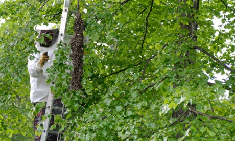 Beekeeper or apiarist collecting a honeybee swarm