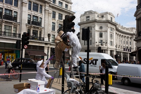 A swarm of bees appear on a set of traffic lights in central London