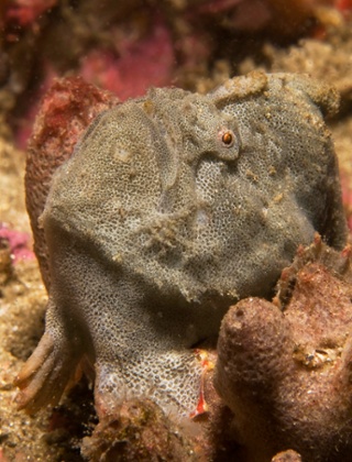 Porophryne erythrodatylus