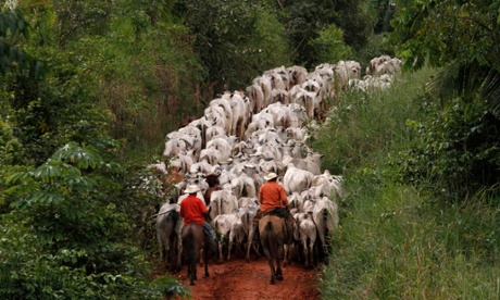 Herders drive cattle, which were raised on pasture grown on an area of deforested Amazon rainforest, along the Trans-Amazonian highway near the city of Uruara, Para State April 25, 2013. The Amazon rainforest is being eaten away at by deforestation, much of which takes place as areas are burnt by large fires to clear land for agriculture.