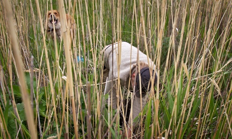 Oli 'supervises' as Jordan begins digging Burdock root on the morning of day three to add to the day’s meal. 