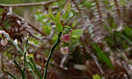 Bilberry