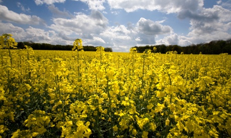 Demand for rapeseed oil turns farmers' fields to gold