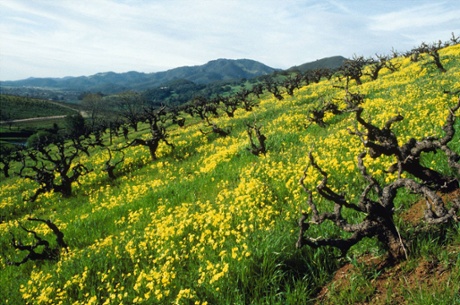 Kunde Family Winery, Sonoma