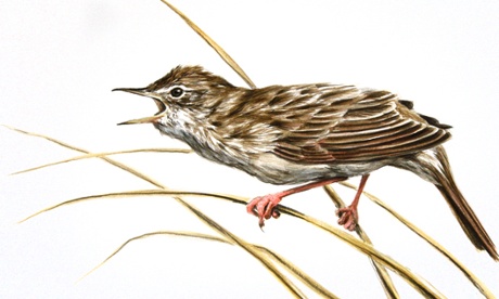 Grasshopper warbler. Illustration: George Boorujy
