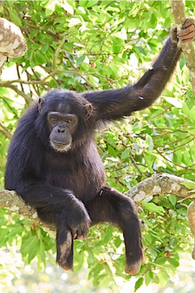 Max lost parts of both his legs to two different snare injuries. He can still climb trees. 