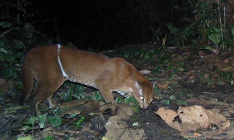 An African golden cat caught on camera trap in Kibale National Park with an obvious snare wound. Snares can also impact Kibale’s wild cats by depleting the forest’s prey base.